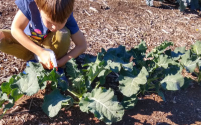 Controlling aphids on broccoli and cauliflower: an experiment with the kids