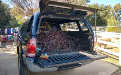 What to do with fruit tree prunings?