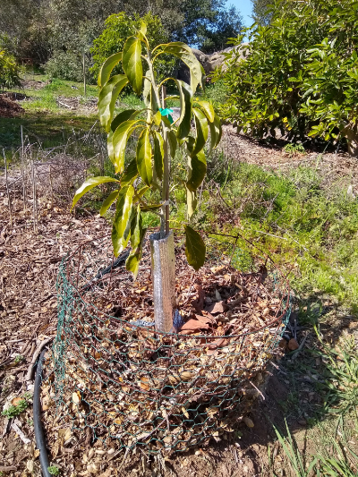 Cages to protect plants from outlet rabbits