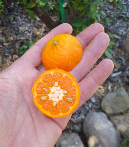 apparently tangerines are orange and oranges are tangerine : r