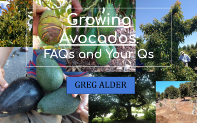 Online presentation: Growing avocados – FAQs and Your Qs