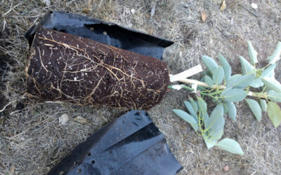 Avocado rootstocks: What do they matter?