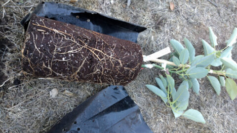 Avocado rootstocks: What do they matter? - Greg Alder's Yard Posts ...
