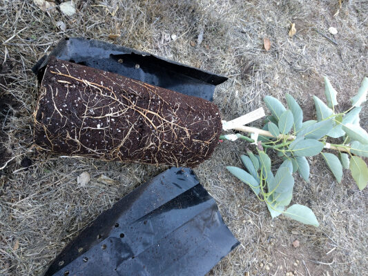Avocado rootstocks: What do they matter?