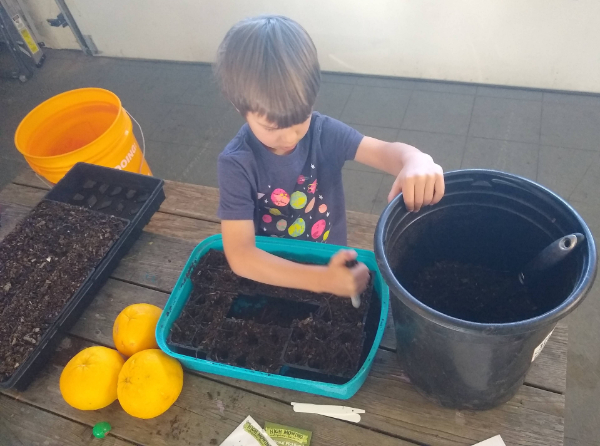 Can you start vegetable seeds in compost?