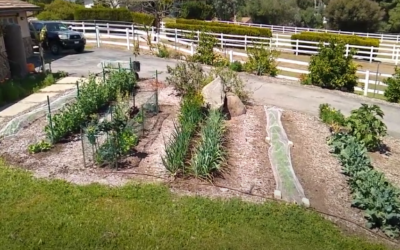 Early spring vegetable garden in Southern California: timings of sowings and plantings