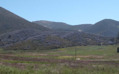 Ceanothus, wild lilac: the blue bushes on the hills