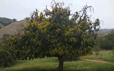 A feral avocado tree in Southern California