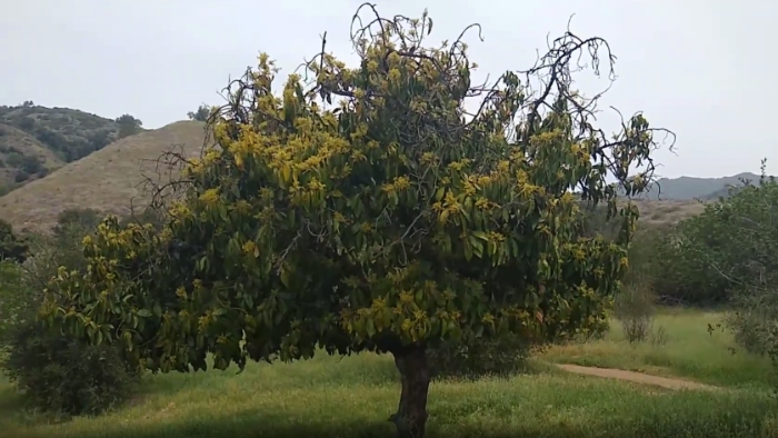 A feral avocado tree in Southern California