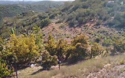 Tour of avocado variety collection in San Diego County