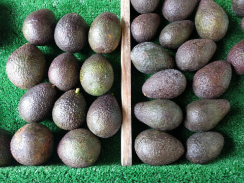 The GEM Avocado Tree: A Profile - Greg Alder's Yard Posts: Southern ...