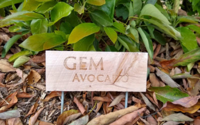 The GEM avocado tree: a profile