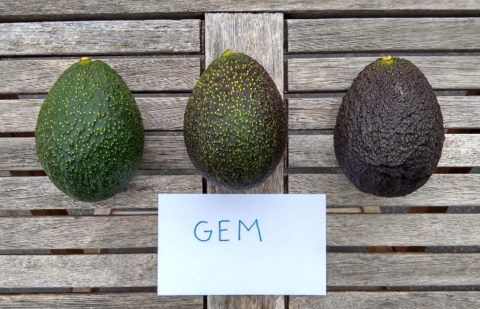 The GEM avocado tree: a profile - Greg Alder's Yard Posts: Southern ...