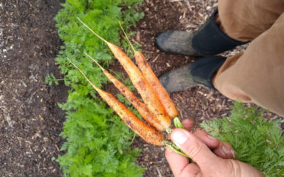 The Mokum carrot