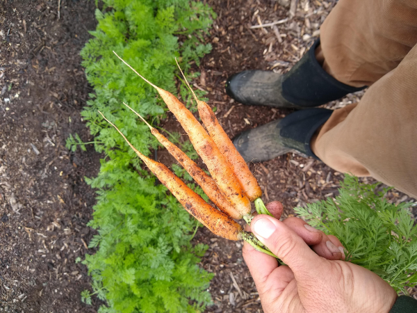 The Mokum carrot