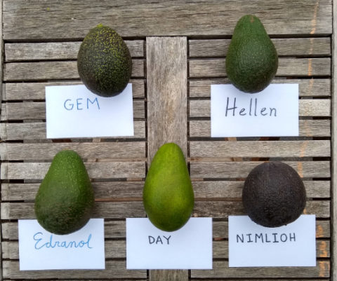 Growing avocados in Southern California - Greg Alder's Yard Posts