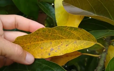 Why are my avocado leaves yellowing and falling?!