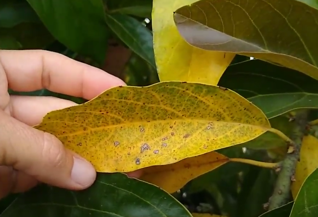 why avocado leaves yellowing and falling