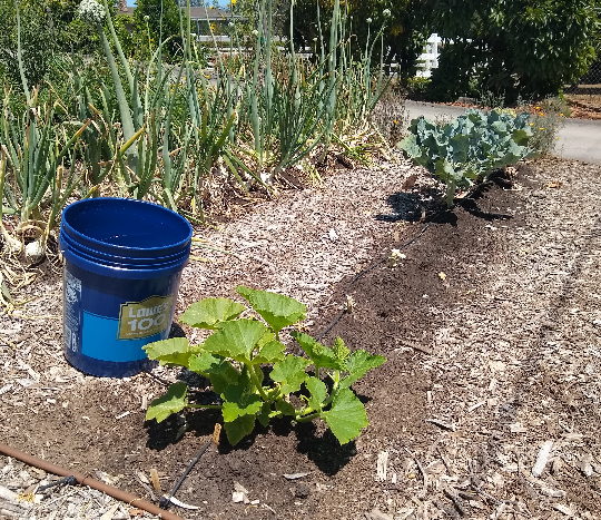 Xtremehorticulture of the Desert: Use Five Gallon Buckets in Place of Drip  Irrigation