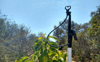 Overhead watering for evaporative cooling on avocado trees