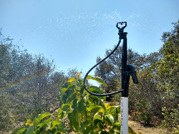 overhead watering for evaporative cooling on avocado trees