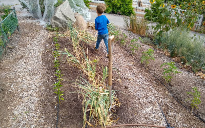 Harvesting fruits and vegetables skillfully