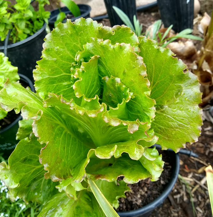 California Great Lakes Lettuce - Semillas Batlle - Huerto y Jardín