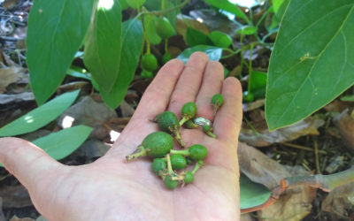 Avocado fruit drop: Why? When? How many?