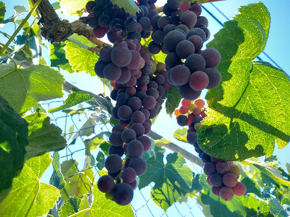 grapes in Southern California
