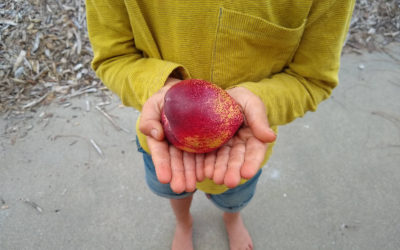 Snow Queen nectarine tree: a profile