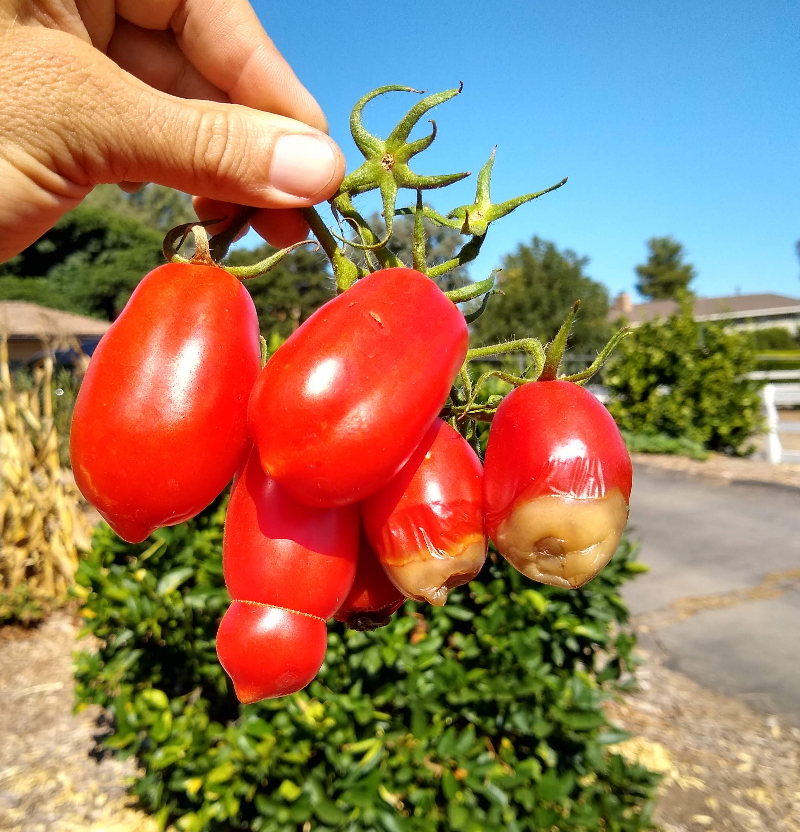 59 The Tomato: Star of the Summer Garden - Gardening with a Madman