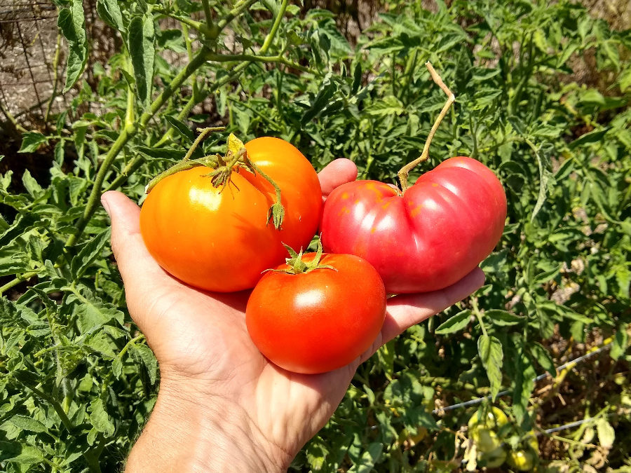 Failing at Tomatoes