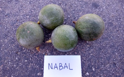 Nabal avocado tree: a profile