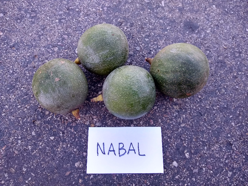 Nabal avocado tree: a profile