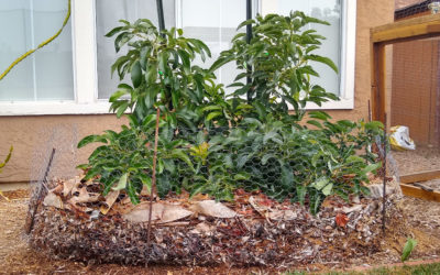 Planting avocados in poor soil