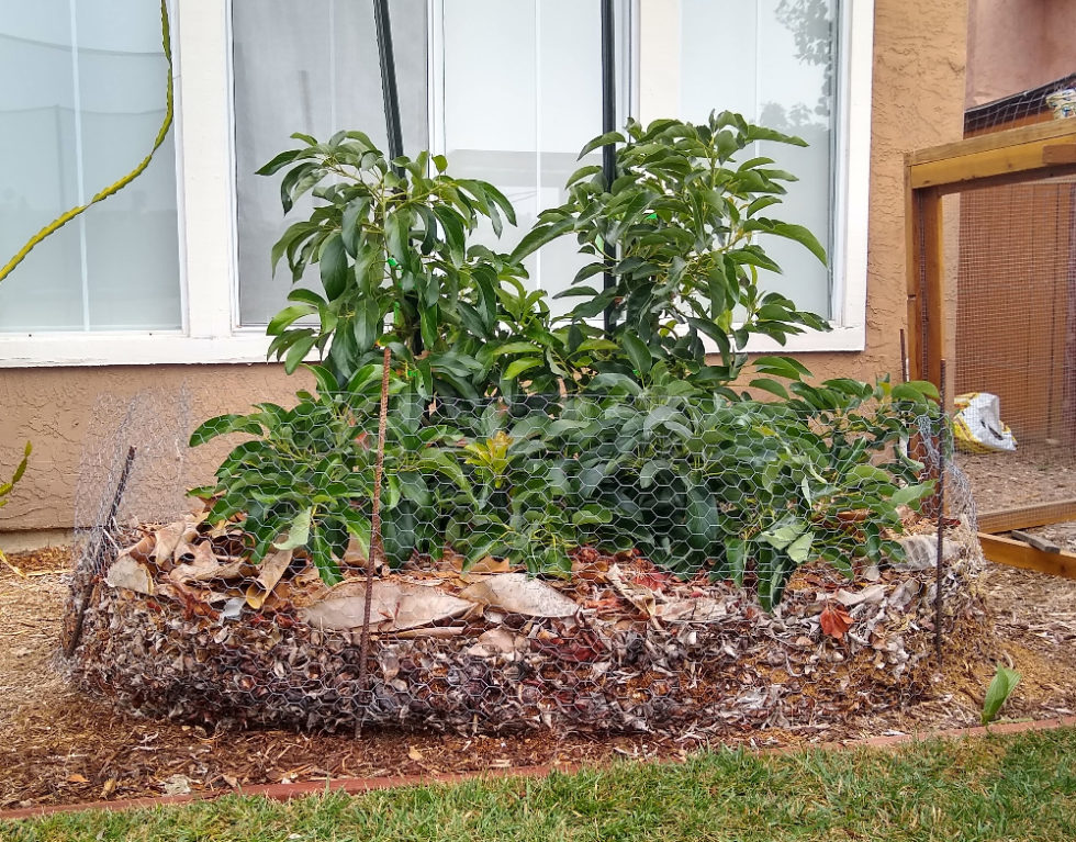 planting-avocados-in-poor-soil-greg-alder-s-yard-posts-southern