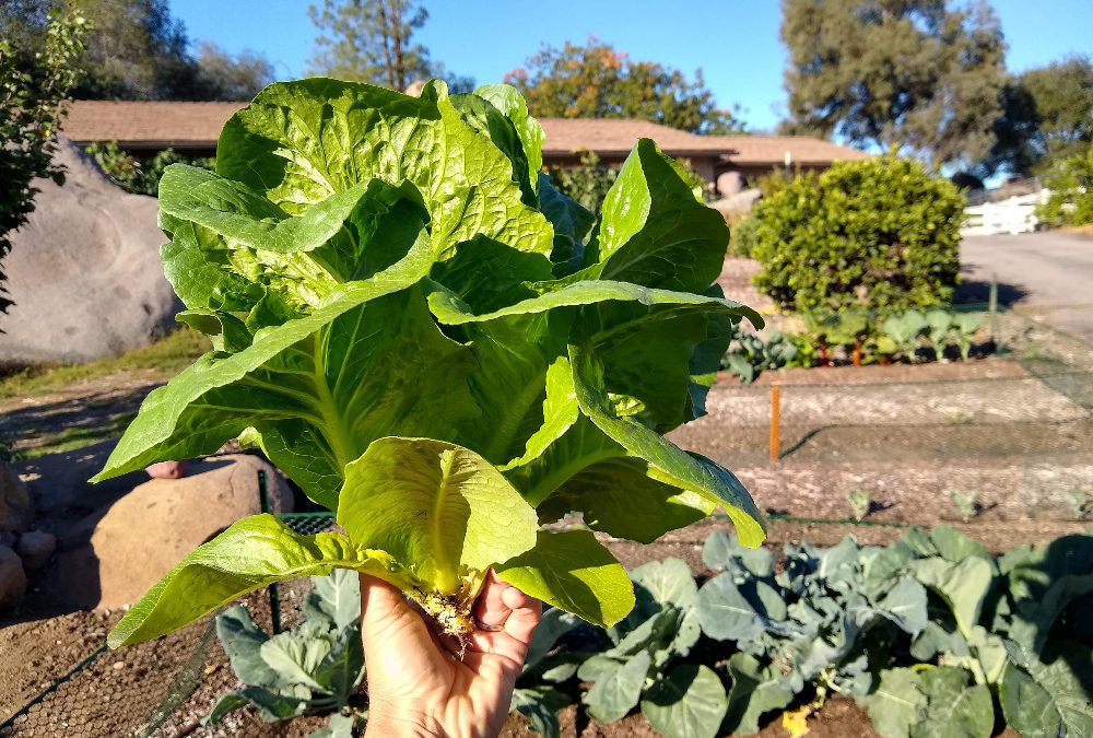 UC Riverside seeks to deliver mRNA vaccines through lettuce