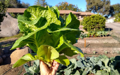 UC Riverside seeks to deliver mRNA vaccines through lettuce