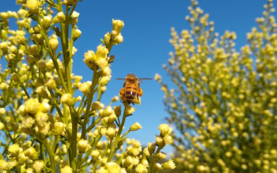 Coyote Bush for bees in October