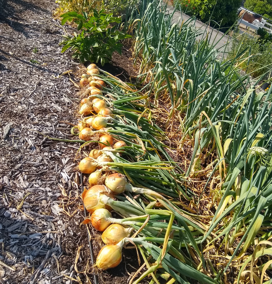 Growing Onions in Containers