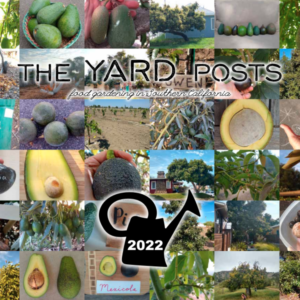 The Yard Posts avocado calendar 2022