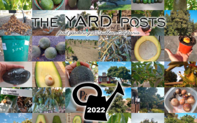 The Yard Posts avocado calendar 2022