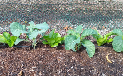 Spacing and interplanting for broccoli, cauliflower, and cabbage
