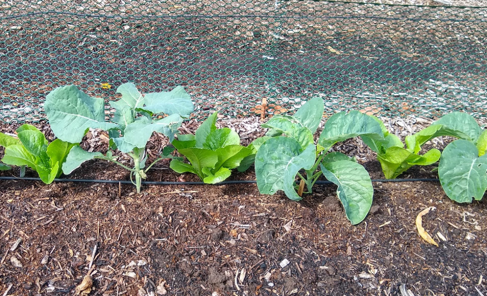 Spacing and interplanting for broccoli, cauliflower, and cabbage Greg