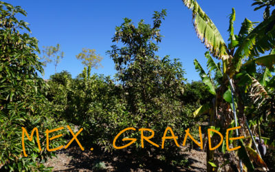 Mexicola Grande (3-1-1) avocado tree: a profile