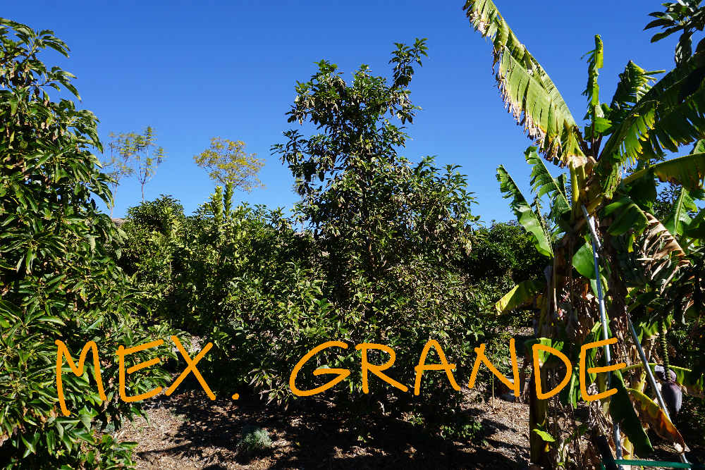 Mexicola Grande (3-1-1) avocado tree: a profile