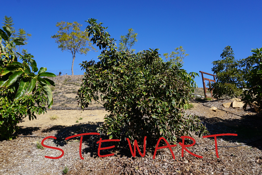 Stewart avocado tree profile
