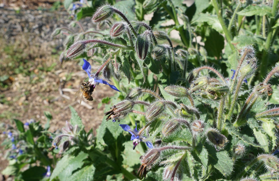 Flowers for bees all year in Southern California Greg Alder's Yard
