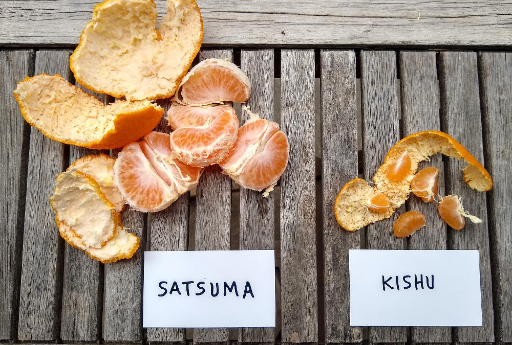 Satsuma vs. Kishu: Comparing two early mandarins