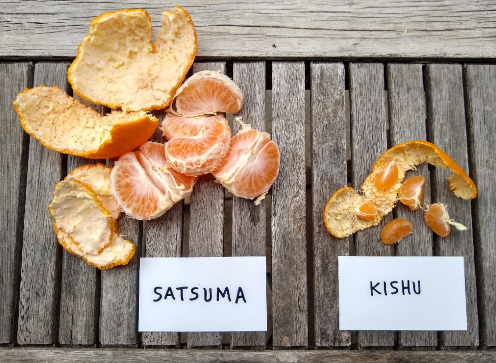 Satsuma vs. Kishu Comparing two early mandarins Greg Alder's Yard